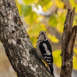 Színes fakopáncs II.