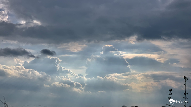 Pileus