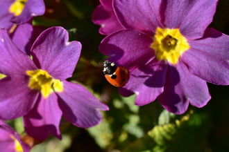 Katicák is szeretik a napsütést