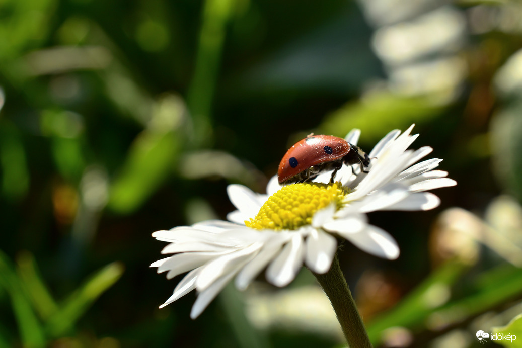 Katicák is szeretik a napsütést