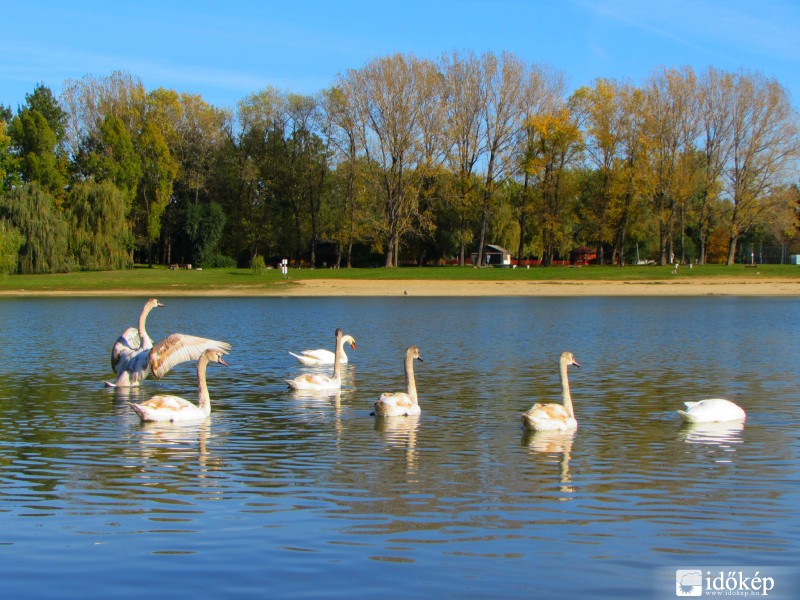 Újra megérkeztek a hattyúink