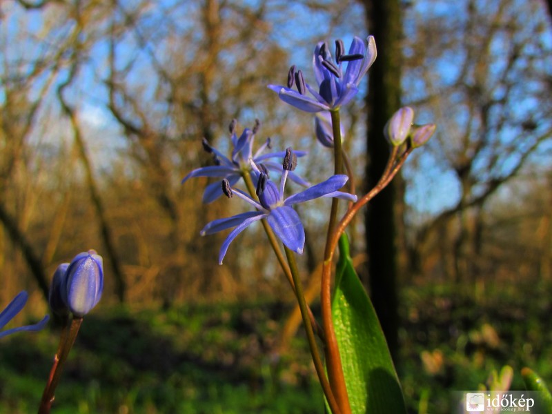 Első csillagvirágok