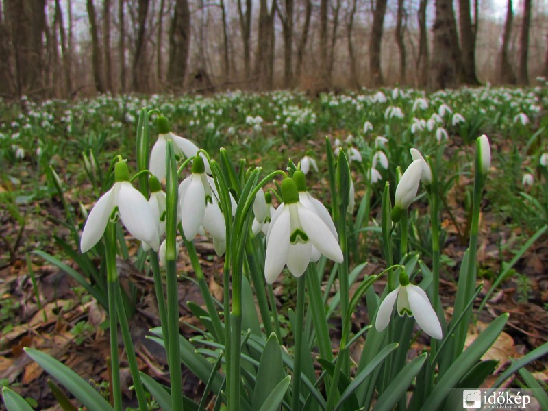Hóvirágerdő