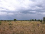 Kisar