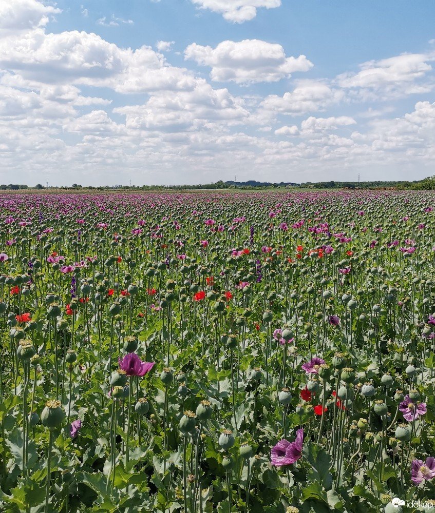 Észlelési fényképek