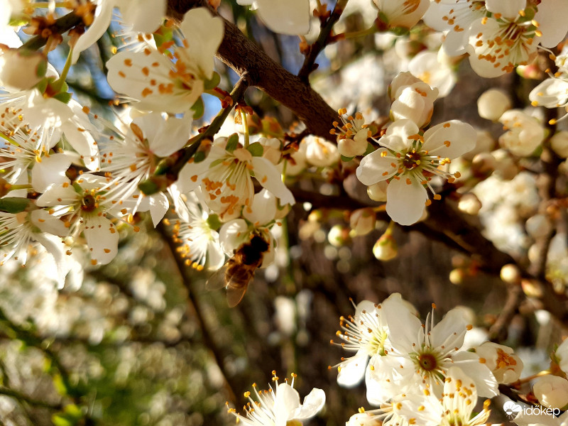 Újra tavasz :)