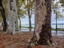 Balatonföldvár