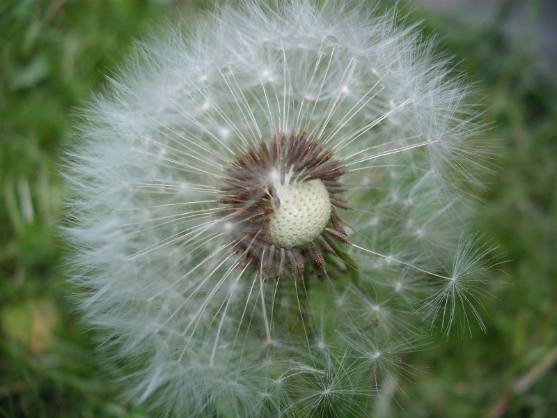 pongyola pitypang, kácsavirág, kikirics, papatyivirág, pimpam, barátfej, bimbófű, buborékfű, éjjelilámpa, kutyatej, láncfű, láncvirág, pimpáré, zsibavirág