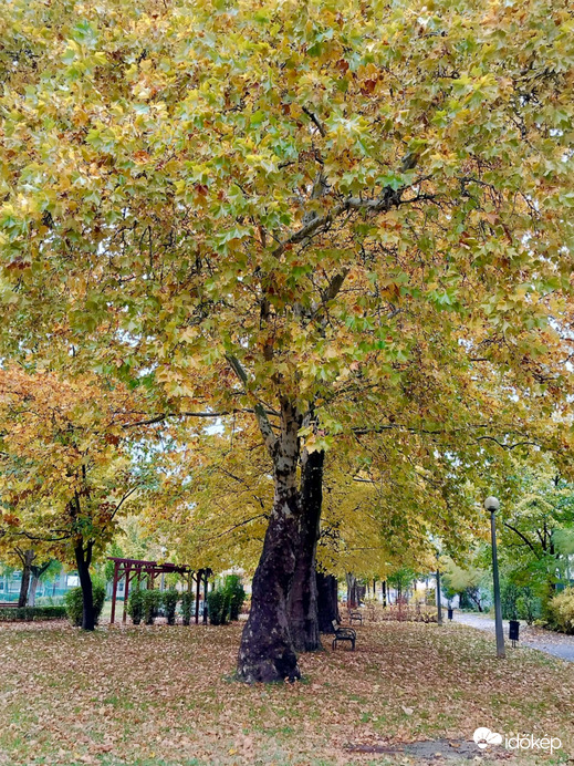 Őszi platánsor