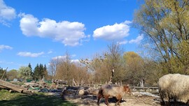 Ormándlak