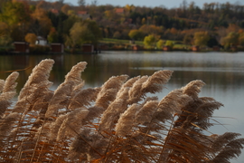 Bene hegyi tó, Csepreg