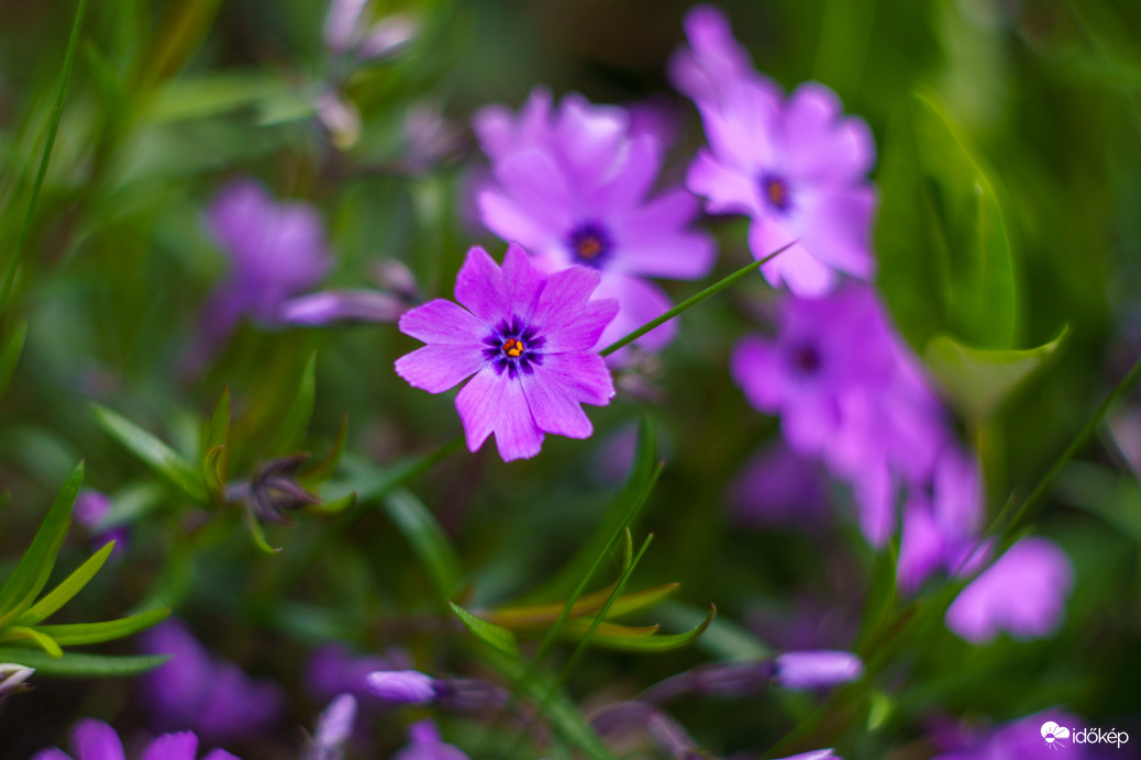 Tavaszi szépségek :)