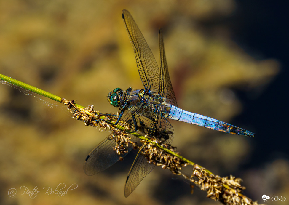 Fényes tanösvény, Tata