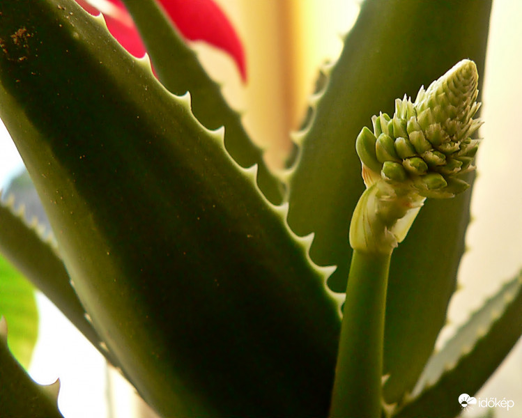 virágzó aloe vera