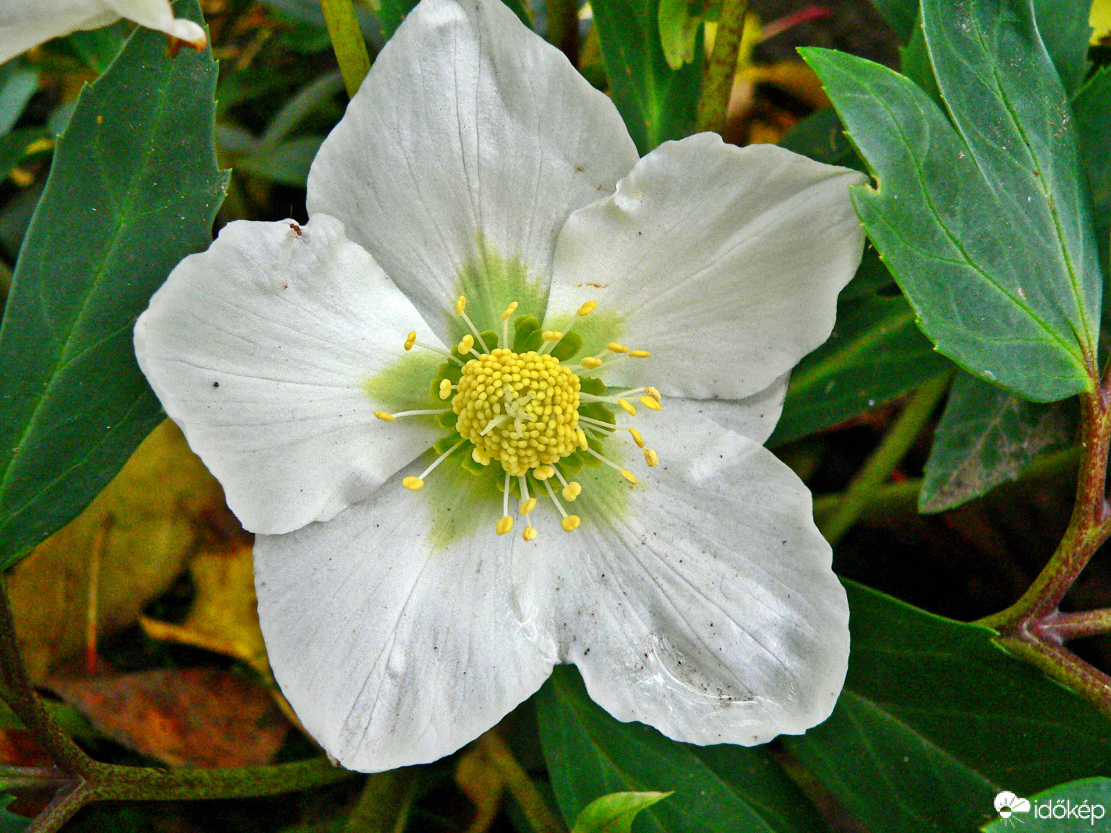  fekete hunyor (Helleborus niger)