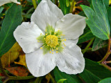  fekete hunyor (Helleborus niger)