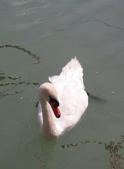 Balatonfüred