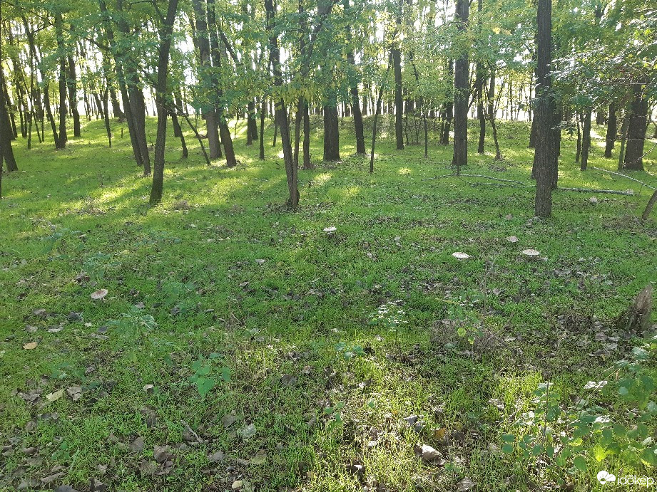 Felsőlajos