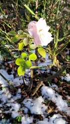 Budapest II.ker - Pasarét