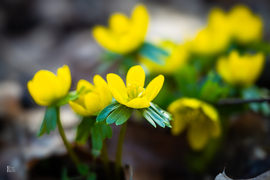 A téltemető már kibújt… vajon ez a tavasz jele?
