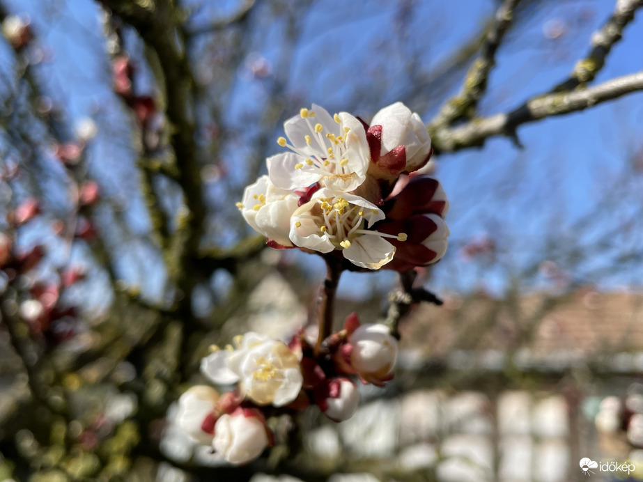 Virágzik a sárgabarack