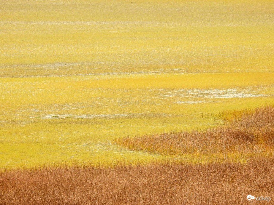 Kivirágzott a sziksó