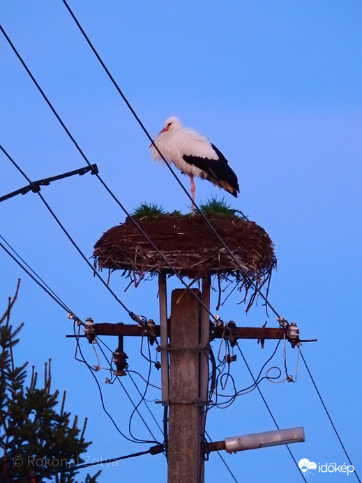 Tiszalökön a Rákóczi utcába megérkezett a gólya