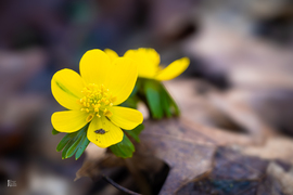 A téltemető már kibújt… vajon ez a tavasz jele?