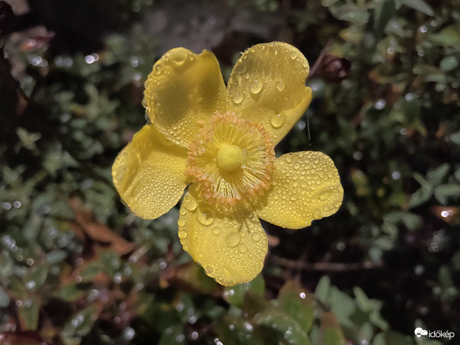 Késő őszi virágzás 