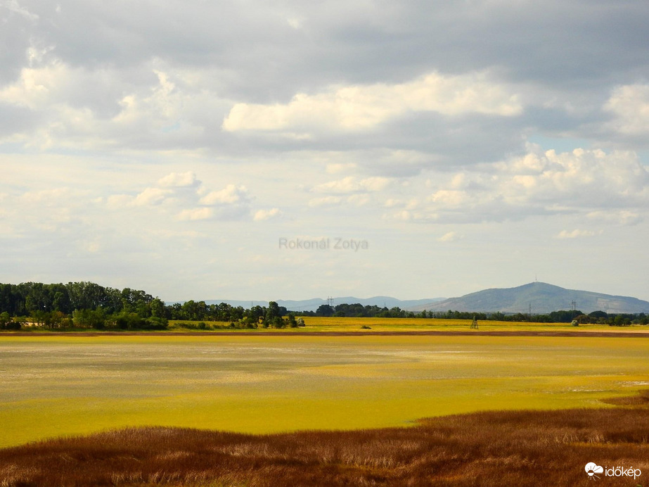 Kivirágzott a sziksó