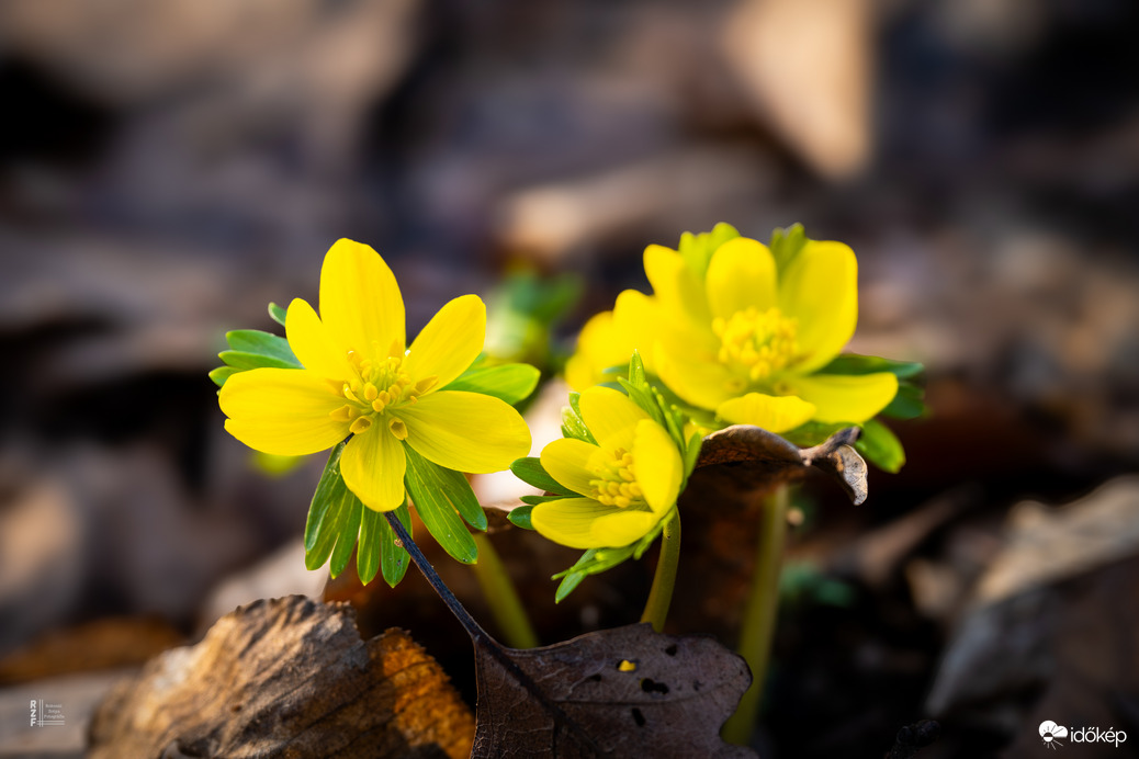 A téltemető már kibújt… vajon ez a tavasz jele?
