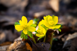 A téltemető már kibújt… vajon ez a tavasz jele?