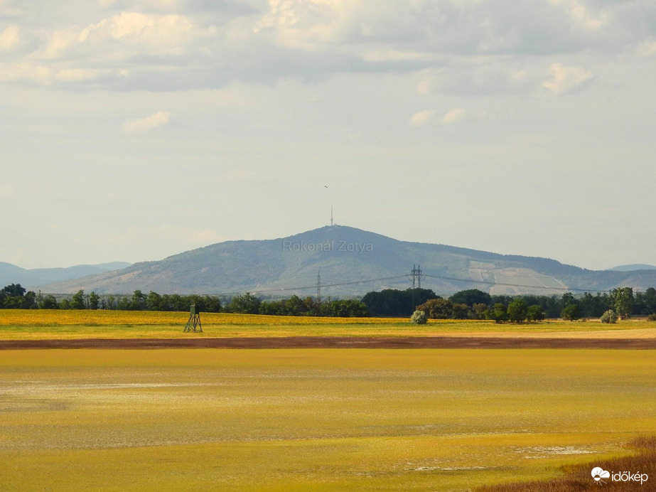 Kivirágzott a sziksó
