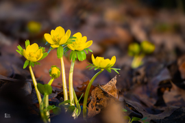 A téltemető már kibújt… vajon ez a tavasz jele?