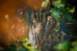 Amikor a madarak mesélni kezdenek januárban