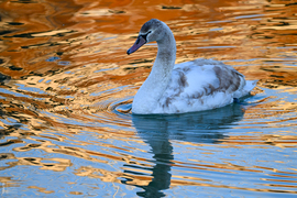 Amikor a madarak mesélni kezdenek januárban