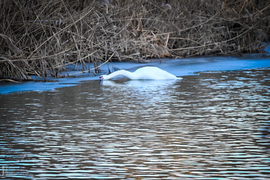 Amikor a madarak mesélni kezdenek januárban