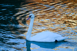 Amikor a madarak mesélni kezdenek januárban