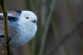 Őszapók a nyíló barka ágán