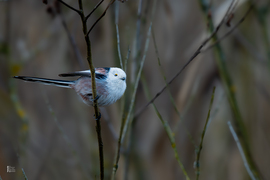 Őszapók a nyíló barka ágán