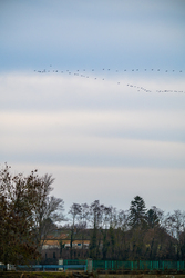 Tél végi daruvonulás, Tiszalök