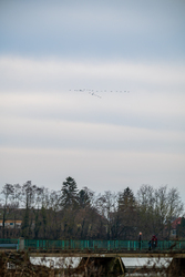 Tél végi daruvonulás, Tiszalök