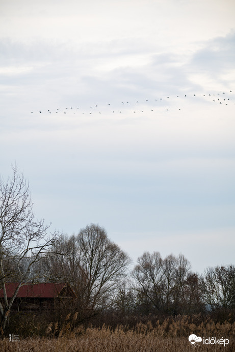 Tél végi daruvonulás, Tiszalök