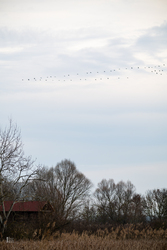 Tél végi daruvonulás, Tiszalök