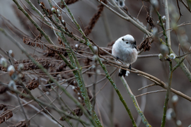 Őszapók a nyíló barka ágán