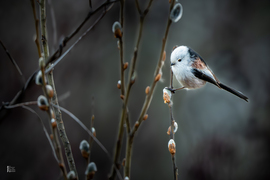 Őszapók a nyíló barka ágán