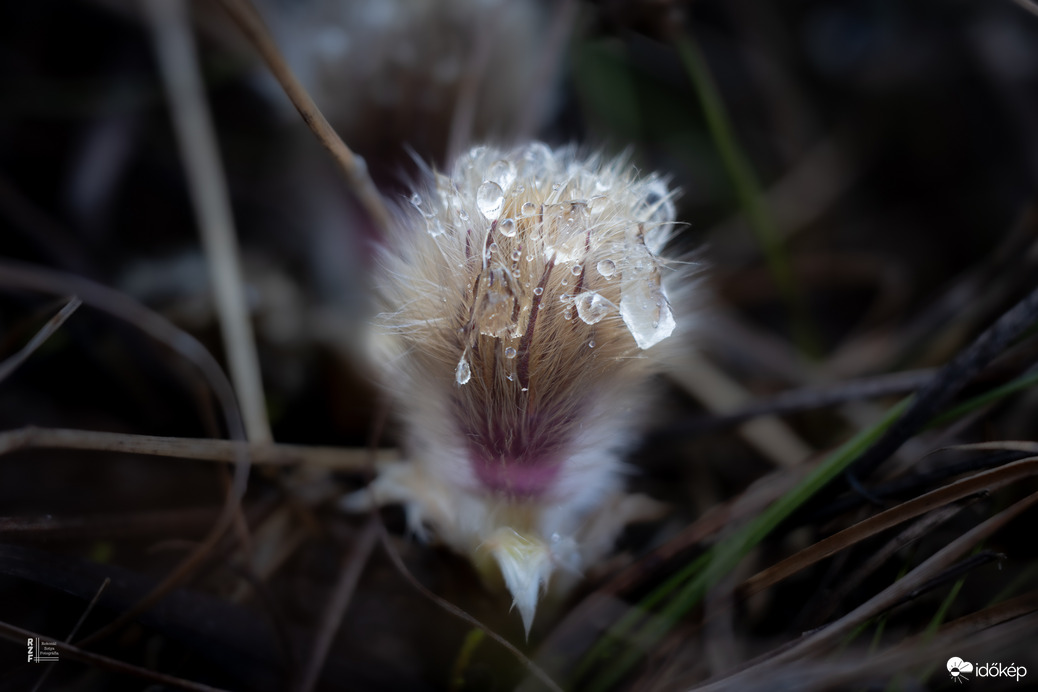 Harmatos nyíló leánykökörcsin