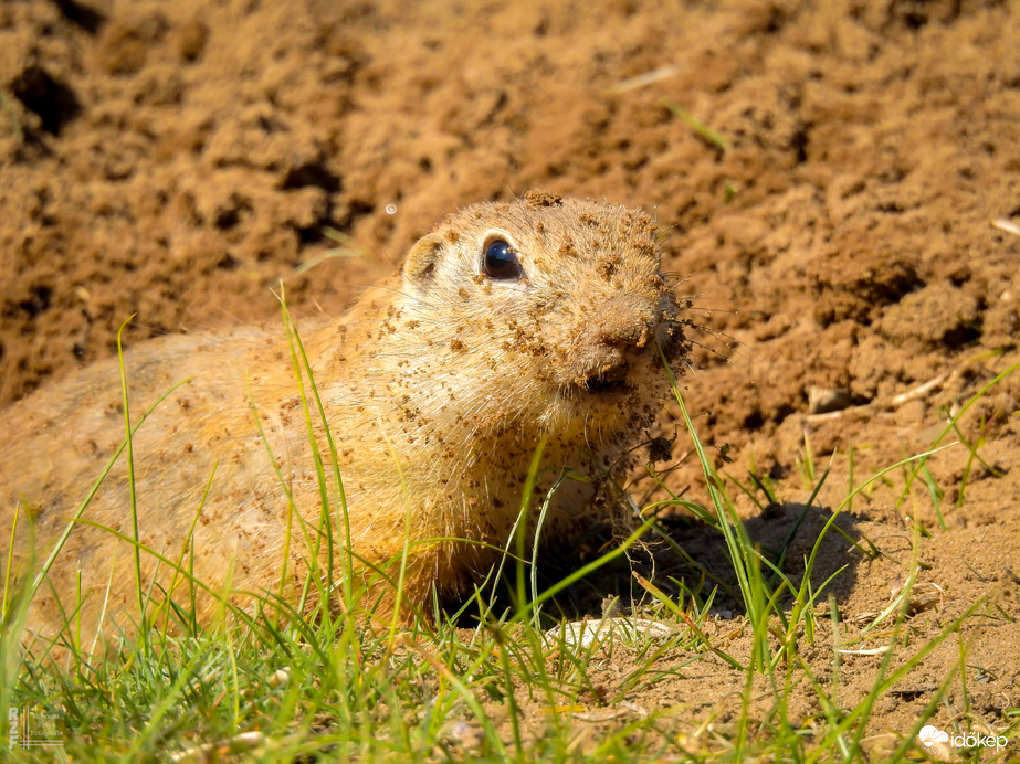 A tavaszi napsütés nemcsak minket csalt ki a szabadba – a Harangodi-tó partján ma tömegesen bukkantak elő az ürgék is!