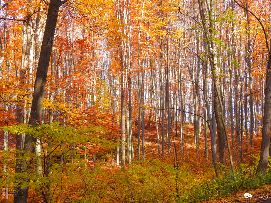 Jártamban, keltemben - erdőn, réten