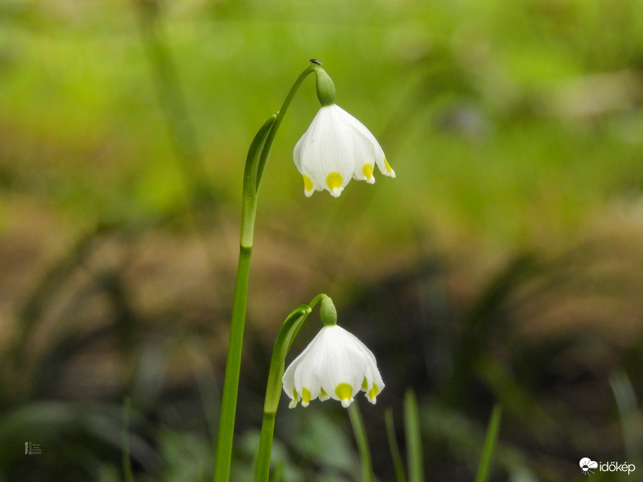 Tőzike (léggyel a tetején)